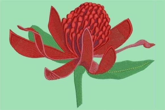 Waratah Embroidery Design Review